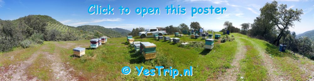 xxx Bees all over Cordoba : spring is in the air ! xxx